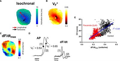 Examination of the Effects of Conduction Slowing on the Upstroke of Optically Recorded Action Potentials